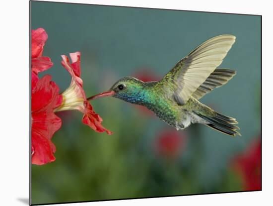 Hummingbird Feeding on Petunia, Madera Canyon, Arizona, USA-Rolf Nussbaumer-Mounted Photographic Print