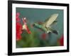 Hummingbird Feeding on Petunia, Madera Canyon, Arizona, USA-Rolf Nussbaumer-Framed Photographic Print