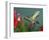 Hummingbird Feeding on Petunia, Madera Canyon, Arizona, USA-Rolf Nussbaumer-Framed Photographic Print