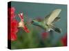 Hummingbird Feeding on Petunia, Madera Canyon, Arizona, USA-Rolf Nussbaumer-Stretched Canvas