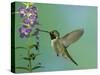 Hummingbird Feeding on Purple Angelonia, Paradise, Chiricahua Mountains, Arizona, USA-Rolf Nussbaumer-Stretched Canvas