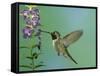 Hummingbird Feeding on Purple Angelonia, Paradise, Chiricahua Mountains, Arizona, USA-Rolf Nussbaumer-Framed Stretched Canvas