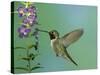 Hummingbird Feeding on Purple Angelonia, Paradise, Chiricahua Mountains, Arizona, USA-Rolf Nussbaumer-Stretched Canvas
