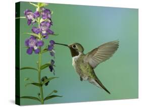 Hummingbird Feeding on Purple Angelonia, Paradise, Chiricahua Mountains, Arizona, USA-Rolf Nussbaumer-Stretched Canvas