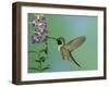 Hummingbird Feeding on Purple Angelonia, Paradise, Chiricahua Mountains, Arizona, USA-Rolf Nussbaumer-Framed Photographic Print