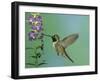 Hummingbird Feeding on Purple Angelonia, Paradise, Chiricahua Mountains, Arizona, USA-Rolf Nussbaumer-Framed Photographic Print