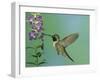 Hummingbird Feeding on Purple Angelonia, Paradise, Chiricahua Mountains, Arizona, USA-Rolf Nussbaumer-Framed Photographic Print