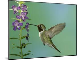 Hummingbird Feeding on Purple Angelonia, Paradise, Chiricahua Mountains, Arizona, USA-Rolf Nussbaumer-Mounted Photographic Print
