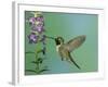 Hummingbird Feeding on Purple Angelonia, Paradise, Chiricahua Mountains, Arizona, USA-Rolf Nussbaumer-Framed Photographic Print
