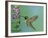 Hummingbird Feeding on Purple Angelonia, Paradise, Chiricahua Mountains, Arizona, USA-Rolf Nussbaumer-Framed Photographic Print