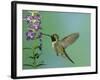 Hummingbird Feeding on Purple Angelonia, Paradise, Chiricahua Mountains, Arizona, USA-Rolf Nussbaumer-Framed Photographic Print