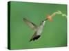 Hummingbird Feeding on Scarlet Gilia, Paradise, Chiricahua Mountains, Arizona, USA-Rolf Nussbaumer-Stretched Canvas