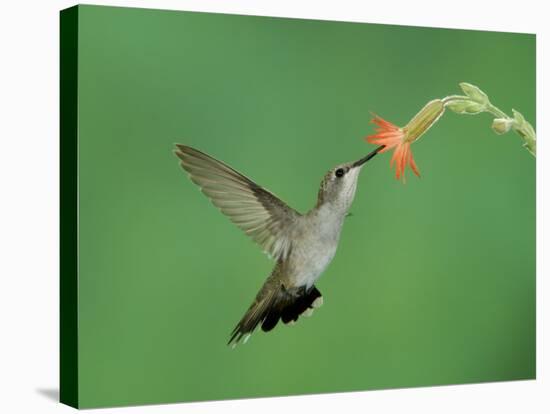 Hummingbird Feeding on Scarlet Gilia, Paradise, Chiricahua Mountains, Arizona, USA-Rolf Nussbaumer-Stretched Canvas