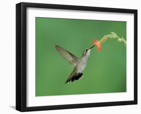 Hummingbird Feeding on Scarlet Gilia, Paradise, Chiricahua Mountains, Arizona, USA-Rolf Nussbaumer-Framed Photographic Print