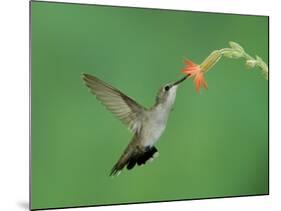 Hummingbird Feeding on Scarlet Gilia, Paradise, Chiricahua Mountains, Arizona, USA-Rolf Nussbaumer-Mounted Photographic Print