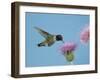 Hummingbird Feeding on Thistle, Paradise, Chiricahua Mountains, Arizona, USA-Rolf Nussbaumer-Framed Photographic Print