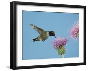 Hummingbird Feeding on Thistle, Paradise, Chiricahua Mountains, Arizona, USA-Rolf Nussbaumer-Framed Photographic Print