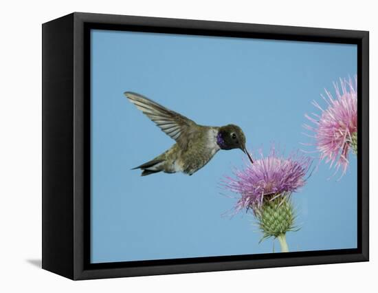 Hummingbird Feeding on Thistle, Paradise, Chiricahua Mountains, Arizona, USA-Rolf Nussbaumer-Framed Stretched Canvas