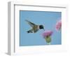 Hummingbird Feeding on Thistle, Paradise, Chiricahua Mountains, Arizona, USA-Rolf Nussbaumer-Framed Photographic Print