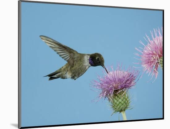 Hummingbird Feeding on Thistle, Paradise, Chiricahua Mountains, Arizona, USA-Rolf Nussbaumer-Mounted Photographic Print