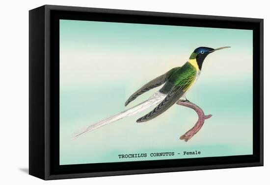 Hummingbird: Female Trochilus Cornutus-Sir William Jardine-Framed Stretched Canvas