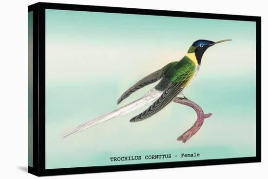 Hummingbird: Female Trochilus Cornutus-Sir William Jardine-Stretched Canvas