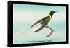 Hummingbird: Female Trochilus Cornutus-Sir William Jardine-Framed Stretched Canvas