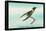 Hummingbird: Female Trochilus Cornutus-Sir William Jardine-Framed Stretched Canvas