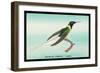 Hummingbird: Female Trochilus Cornutus-Sir William Jardine-Framed Premium Giclee Print