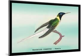 Hummingbird: Female Trochilus Cornutus-Sir William Jardine-Mounted Premium Giclee Print