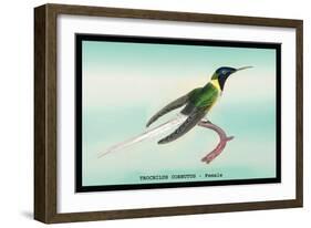 Hummingbird: Female Trochilus Cornutus-Sir William Jardine-Framed Art Print