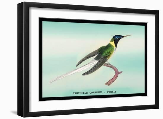 Hummingbird: Female Trochilus Cornutus-Sir William Jardine-Framed Art Print