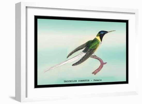 Hummingbird: Female Trochilus Cornutus-Sir William Jardine-Framed Art Print