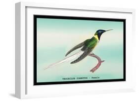 Hummingbird: Female Trochilus Cornutus-Sir William Jardine-Framed Art Print