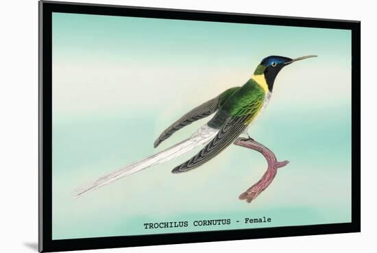 Hummingbird: Female Trochilus Cornutus-Sir William Jardine-Mounted Art Print