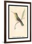 Hummingbird: Female Trochilus Magnificus-Sir William Jardine-Framed Art Print