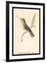 Hummingbird: Female Trochilus Magnificus-Sir William Jardine-Framed Art Print