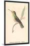 Hummingbird: Female Trochilus Magnificus-Sir William Jardine-Mounted Art Print