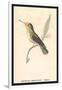 Hummingbird: Female Trochilus Magnificus-Sir William Jardine-Framed Art Print