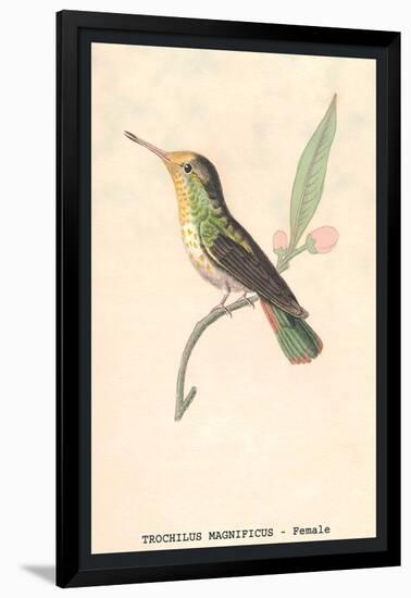 Hummingbird: Female Trochilus Magnificus-Sir William Jardine-Framed Art Print