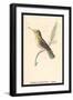 Hummingbird: Female Trochilus Magnificus-Sir William Jardine-Framed Art Print