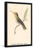 Hummingbird: Female Trochilus Magnificus-Sir William Jardine-Framed Stretched Canvas