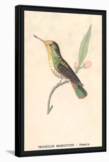 Hummingbird: Female Trochilus Magnificus-Sir William Jardine-Framed Stretched Canvas