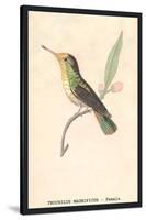 Hummingbird: Female Trochilus Magnificus-Sir William Jardine-Stretched Canvas