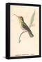 Hummingbird: Female Trochilus Magnificus-Sir William Jardine-Framed Stretched Canvas