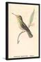 Hummingbird: Female Trochilus Magnificus-Sir William Jardine-Stretched Canvas