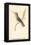 Hummingbird: Female Trochilus Magnificus-Sir William Jardine-Framed Stretched Canvas