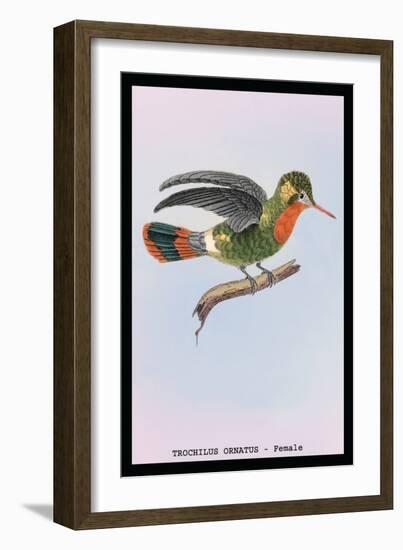 Hummingbird: Female Trochilus Ornatus-Sir William Jardine-Framed Art Print