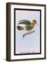 Hummingbird: Female Trochilus Ornatus-Sir William Jardine-Framed Art Print