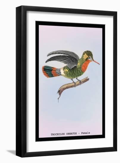 Hummingbird: Female Trochilus Ornatus-Sir William Jardine-Framed Art Print